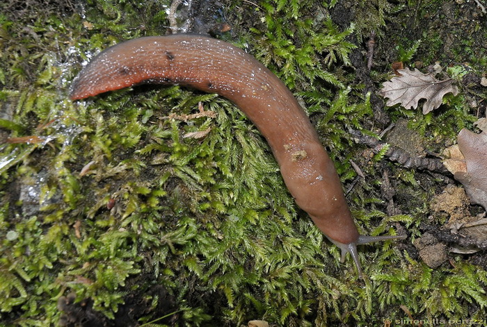 Limax aldrovandi Moquin-Tandon 1855 del Chianti